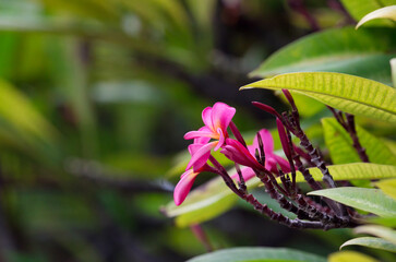 Exotic Tropical Flower White Resort, Travel Vacations Luxury Freshness Maldives Thailand, Indonesia...