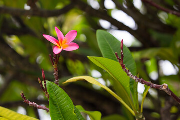 Obraz premium Exotic Tropical Flower White Resort, Travel Vacations Luxury Freshness Maldives Thailand, Indonesia Bora Bora Sri Lanka Bali Dominican Republic as background Jamaica Cuba Hawaii Egypt