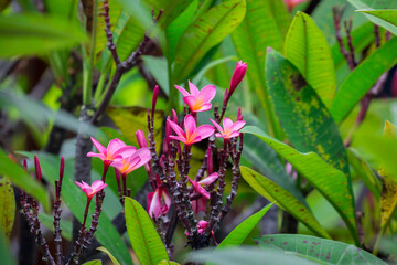 Fototapeta premium Exotic Tropical Flower White Resort, Travel Vacations Luxury Freshness Maldives Thailand, Indonesia Bora Bora Sri Lanka Bali Dominican Republic as background Jamaica Cuba Hawaii Egypt