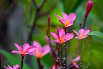 Exotic Tropical Flower White Resort, Travel Vacations Luxury Freshness Maldives Thailand, Indonesia...