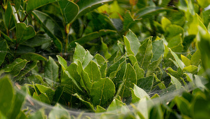 fresh juicy green leaves of noble laurel in a thin web glow in the sun