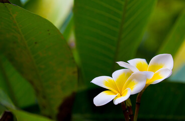 Exotic Tropical Flower White Resort, Travel Vacations Luxury Freshness Maldives Thailand, Indonesia Bora Bora Sri Lanka Bali Dominican Republic as background Jamaica Cuba Hawaii Egypt