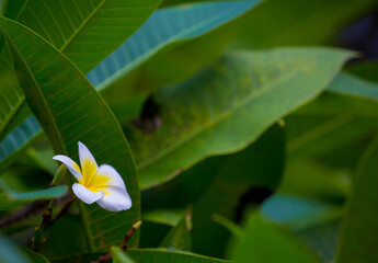 Exotic Tropical Flower White Resort, Travel Vacations Luxury Freshness Maldives Thailand, Indonesia...