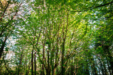 Vibrant Summer Forest in Ireland