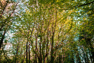Vibrant Abstract Forest in Spring, Ireland