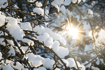 Snow-covered trees in winter garden