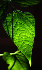 macro close up leaf structure, abstract