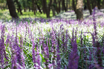 Selective focus shot of salvia plants on the background of a forest.