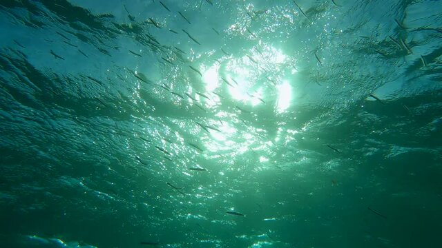 Shoal of Blue sprat, Delicate round herring or blueback sprat (Spratelloides delicatulus). Massive school of small fish swims underwater in sunr ays. Backlight by sunshine, 4K-60fps