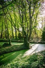 abstract forest with swamp moat