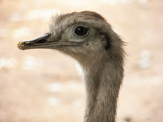 ostrich head close up