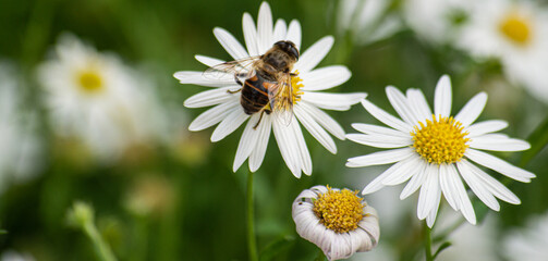 Pszczoła zbierająca nektar z kwiatów