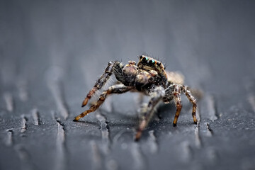 Rindenspringspinne ( Marpissa muscosa ).