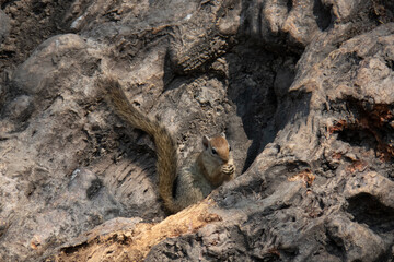 Tree squirrel sitting in a natural hole of a tree trunk while eating a seed.