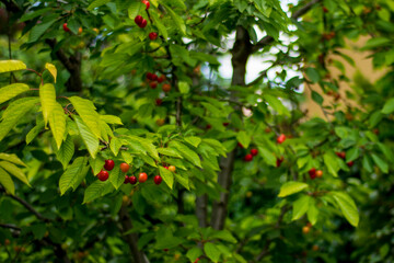 Fototapeta na wymiar Unripe cherries on the Spring Branch. yellow and slightly reddened. Selective Focus Cherry