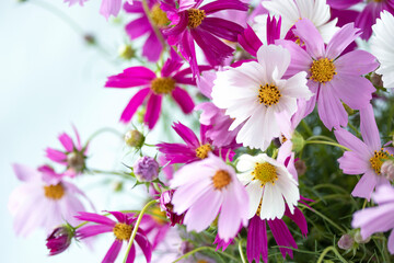 Obraz na płótnie Canvas ピンクと白のコスモスの花束のクローズアップ