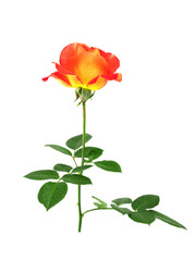 a blooming pink rose with green leaves, isolate on a white background