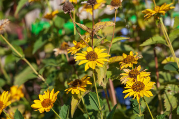 Fototapete bei efototapeten.de bestellen   