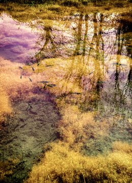 abstract forest with swamp moat