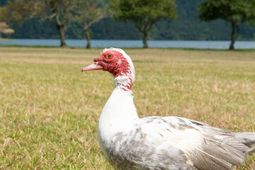 duck in the azores, volcanic lake