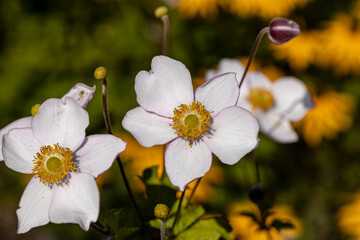 Blüten im Abendlicht