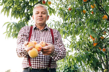 Male hands hold several fresh beautiful peach fruit in palms on sunny day. Portrait of a senior man in peaches garden confidently looking at the camera. Peach fruit. Harvest time