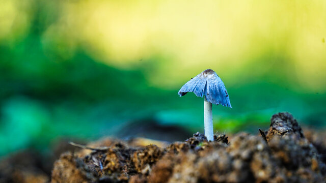 Bauchpilz Bilder Durchsuchen 1,708 Archivfotos, und