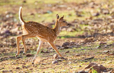 Young Spotted Deer grazing on the forest floor looking out for Tigers in Tadoba National Park, India	