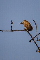 Long-billed Vulture perched on a branch watching over a carcass in Bandhavgarh, India	