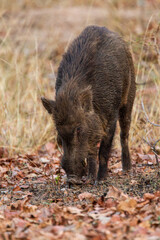 Indian Wild pig or India Boar walking down to a waterhole for a drink in Bandhavgarh, India