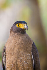 Crested Serpent Eagle sitting on a branch waiting for prey in Bandhavgarh, India
