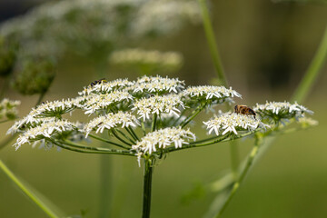 Blühende Schafgarbe wird von Insekten besucht