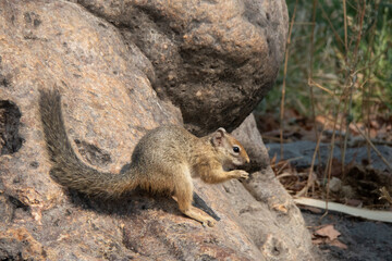 Side profile of a tree squirrel sitting in a natural hole of a tree trunk while eating a seed.