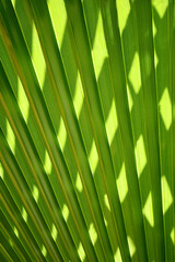 Palm leaves. Natural natural pattern of intertwined leaves and sunlight.