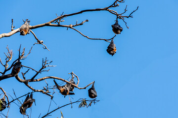 Grey-headed flying foxes hanging in a tree. Australian native animal mega bat