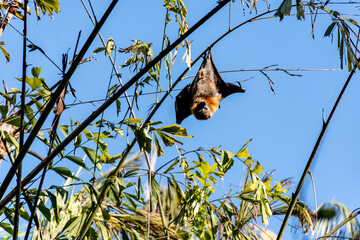 Grey-headed flying foxes hanging in a tree. Australian native animal mega bat