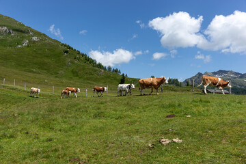 Herd of Cows in austrian alps. Austria
