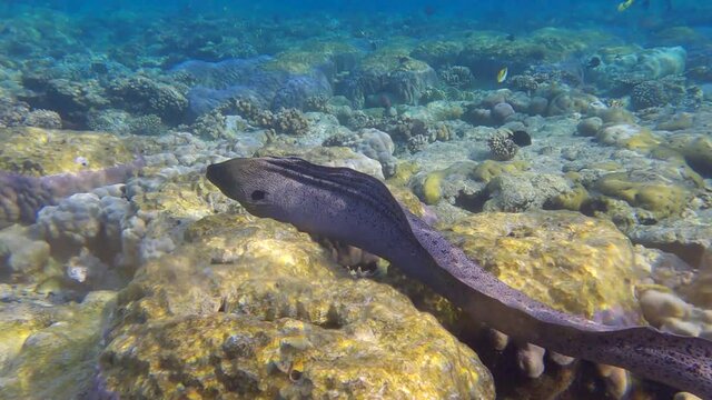 Moray eel swims over top of coral reef in shallow water in the morning sunlight. Giant moray (Gymnothorax javanicus) 4K-60fps