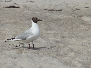 Attentive black-headed gull on sandy beach