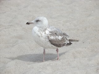 Young gull searches for food on the beach