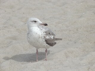 Young gull searches for food on the beach