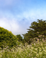 Vibrant green summer scene with a bridge in the background just visible through heavy fog. San Fransisco California