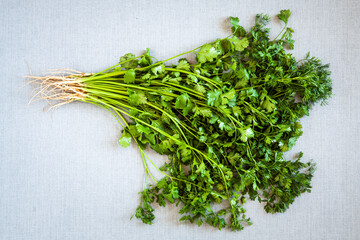 Bunch of fresh coriander herb with roots. Growing own herbs.