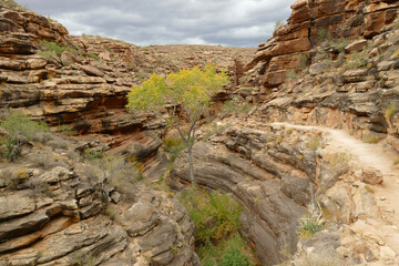 Obraz premium Grand Canyon National Park, Rim to Rim hiking path, Arizona, United States
