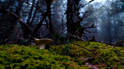 White mushroom in moss with fog in the background