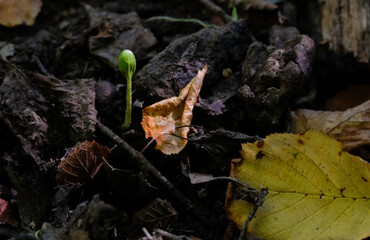 A little green shoot breaking through the soil 