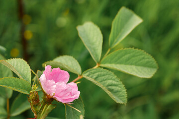 Bright beautiful rosehip flowers in a delicate pink color. Rosehip is brewed in tea.