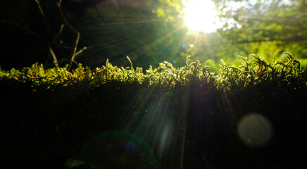 Green moss in mild sunlight in the wood