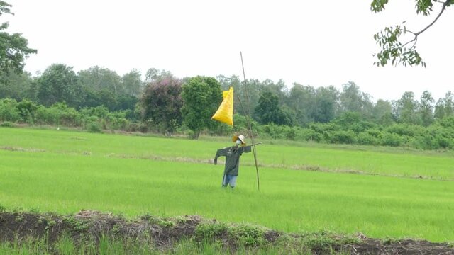 Green rice field in rural Thailand with blur scarecrow with surgical mask. Concept of vintage local idea, beautiful nature place, covid 19, new normal.