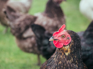 Free range chickens enjoying the freedom to roam